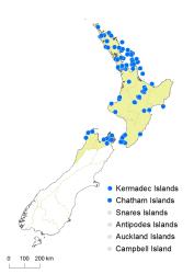 Hypolepis dicksonioides distribution map based on databased records at AK, CHR & WELT.
 Image: K. Boardman © Landcare Research 2017 CC BY 3.0 NZ